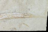 Cretaceous Shark, Ray, Fish & Shrimp Association - Lebanon #88989-5